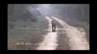 preview picture of video 'Huge Tigress T4 calling her mate JAI at Karandla wildlife santuary'