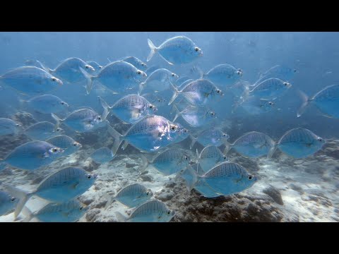 Striped Ponyfish - Aurigequula fasciata