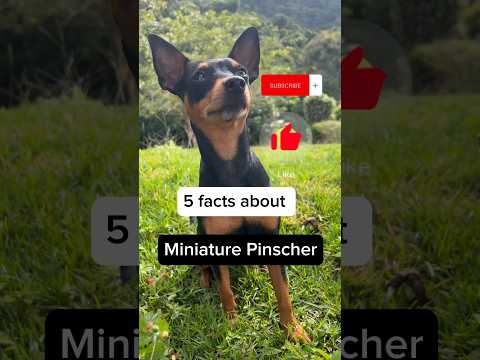 Part II: 5 facts about Mini Pinscher🤓 #minipinscher #miniaturepinscher #dogshorts #dogfacts #dogsong