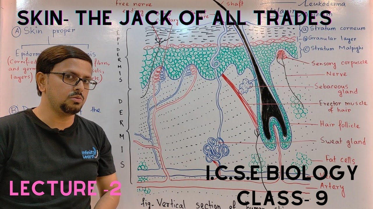 STRUCTURE OF THE SKIN | SKIN - THE JACK OF ALL TRADES | ICSE BIOLOGY CLASS 9