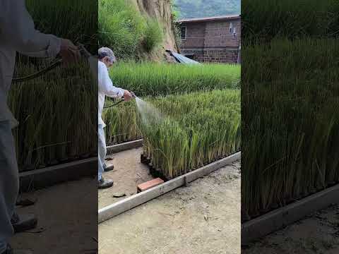 Conoce el vivero los Balsos - Pasto Vetiver de Excelente calidad en Venta - Girardota, Medellin