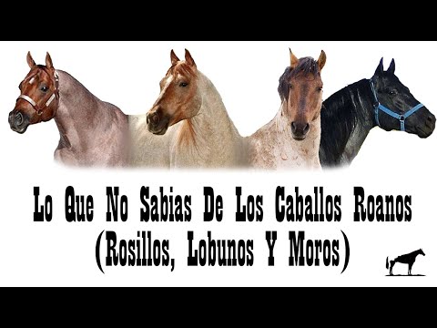 , title : 'Caballos Roanos (Gen Roan) "El Pelaje Mas Vaquero" Cambiando Siempre de Color 🐴-Del Cerro Soy'