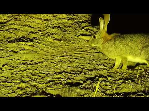 Djuma: Scrub Hare - 07/15/19