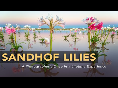 Sandhof Lilies: Photographing one of the rarest events in Namibia | Landscape Photography