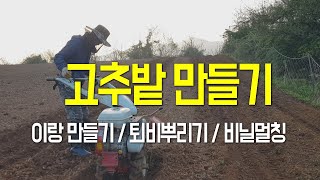 올해 고추농사 준비! 고추밭 만들기 이렇게 했어요. 이랑 작업, 퇴비 뿌리기, 비닐 씌우기 250평 고추밭