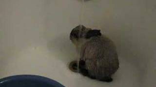 Bunny accidentally finds out he likes water