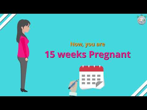 How Many Months Pregnant You are at 15th Week of Pregnancy   Part 1