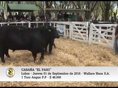 01-09-2016 - TOROS ANGUS P.P. - CABAÑA EL PASO
