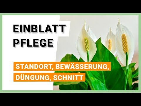 Peace lily (Spathiphyllum) care: location, watering, fertilization & pruning
