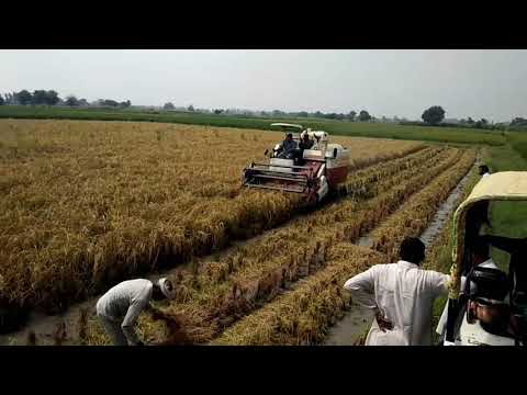 কম্বাইন হার্ভেস্টার ০২ গম কাটার যন্ত্র