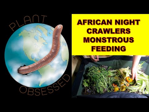 AFRICAN NIGHT CRAWLERS LARGEST FEEDING EVER