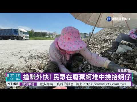 蚵棚倒蚵仔狂漲! 民眾撿蚵底賺外快