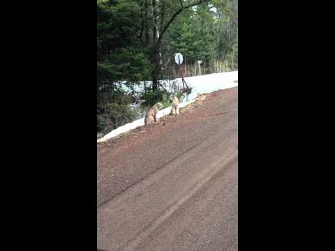 Two lynx Have a Conversation Near Sawbill Lake