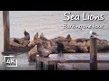 Relaxing Sounds. Sea Lions Barking Sounds. Sea Lions fight for their spot.
