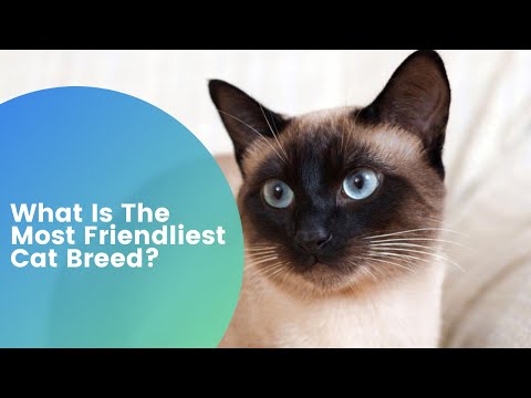 What Is The Most Friendliest Cat Breed – Top 5
