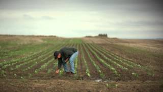 preview picture of video 'Murnong Farming Inverleigh'