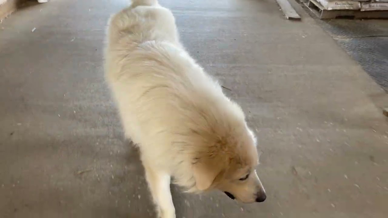 Enlarge Lorek in TN - Happiest Getting Attention!, an adopted Great Pyrenees in Lebanon, TN video 4/4