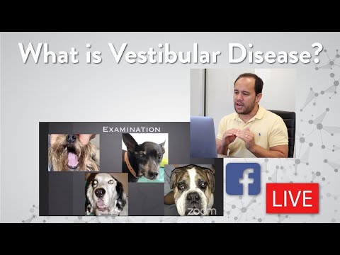 Vestibular Disease in Small Animals || Facebook Live Q & A with Dr. Wong