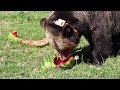 WSU Bear Center Pullman S One Of A Kind Facility Focused On Grizzly Bear Research