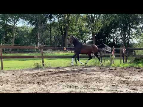 Foundation x Jazz 3,5 old mare