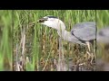 Bird Of Prey Eats Baby Gator In Florida