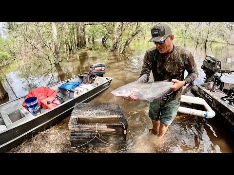 Hundreds of Pounds of Catfish in 2 Nights! (Catch Clean & Cook)