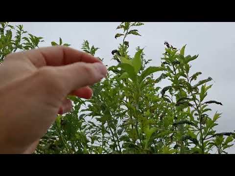 Does Neem Oil Really Work to Get Rid of Aphids and Ants on Fruit Trees and Other Plants?