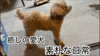 共働き中年夫婦とシニア犬の暮らし　トイプードル／パート主婦