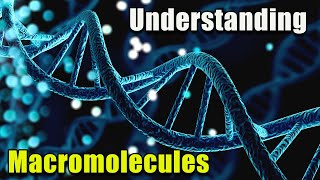 Macromolecules: The Building Blocks of Life!