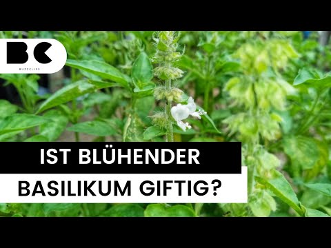 Ist blühender Basilikum giftig?