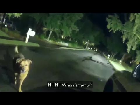 Dog leads Okaloosa County deputy to injured elderly woman