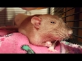 Rat Clenches Fist Of Rage