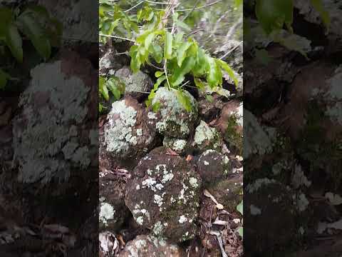 Lugar Misterioso na Natureza, Município de Planalto Da Serra MT.
