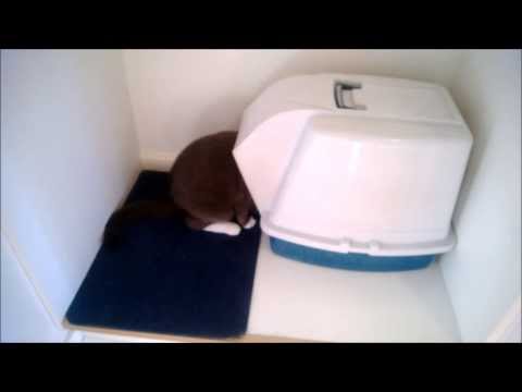 Silly cat behavior - Chubby staring into the litter box