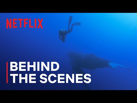 afbeelding Filming Magnificent Humpback Whales