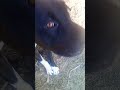Alexavierthephonecollector3687 Look At This I M Doing And There S My Dog In My Backyard