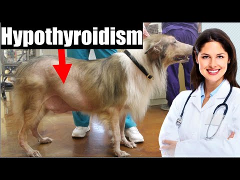 Hypothyroidism in dogs | Signs 🍓 and Diagnosis