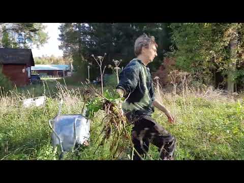 20230924 Potatisskörd nr 2. 2:a odlingslådan töms på potatis av Käre Maken.