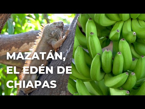 , title : 'La tierra del plátano 🍌 y la iguana 🦎 en Chiapas - Mazatán, el edén del Soconusco.'