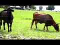 FUCK YOU COW