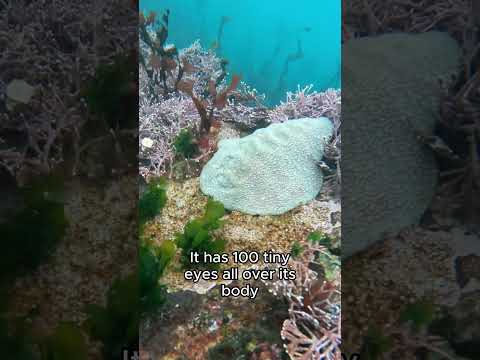 Meet the Mollusk that inspired the Little Mermaid’s swimsuit top - the Giant Pacific Chiton