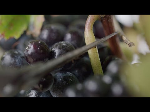 Culto Evangelico valdese - 3 maggio 2020