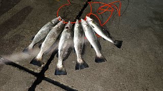 Seawolf Park Fishing** Two Man LIMITS**