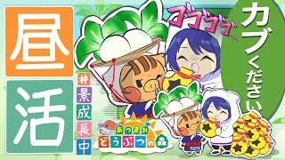 【あつまれどうぶつの森】ウリ様逆凸配信 【長尾景/にじさんじ】