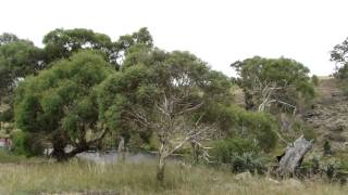 preview picture of video 'Australia, Bombala, New South Wales'