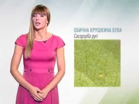 Zelena prognoza, 19.8.2015. - O stanju u zasadima krušaka