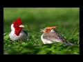Beautiful Birds Photography Of The World Prettiest Birds Birds Picture Love Birds Birds Photos