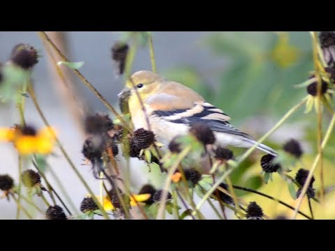 download lagu mp3 mp4 Goldfinch Eating Flowers, download lagu Goldfinch Eating Flowers gratis, unduh video klip Goldfinch Eating Flowers