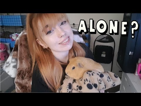 Why My Guinea Pig Lives Alone