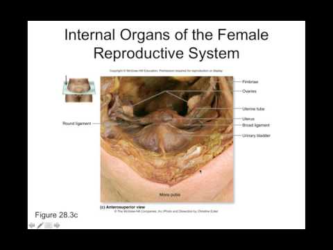 Chapter 28 Reproductive System Part1
